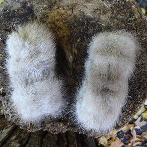 Vintage Fur Cuffs 1950s